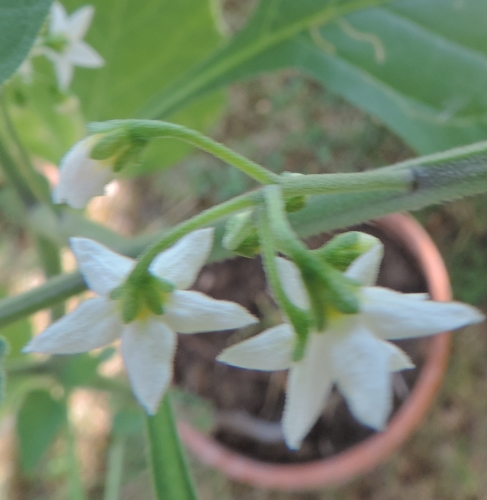 Fiori piccolissimi - Solanum nigrum